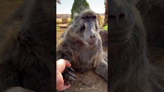 Cindy the Baboon is so adorable when she talks to me 🥰😍 baboon animallover cuteanimals farmlife [upl. by Nelag]