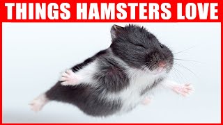 14 Things Hamsters Love the Most [upl. by Yenettirb]