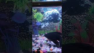 fish twolessfishinthesea aquariumfish 3d 001 1millionviews 1000subscriber [upl. by Nemraciram558]