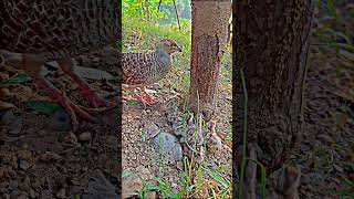 Teetar chicks feeding birds [upl. by Ocihc]