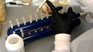 24 well block mini prep using the vacuum manifold for supernatant and wash steps [upl. by Xylia]