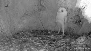 Barn Owl Baby Just Heard Thunder for the First Time  Discover Wildlife  Robert E Fuller [upl. by Rebhun]