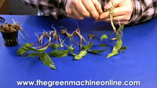 Preparing a Cryptocoryne for planting in an aquarium [upl. by Ainak]