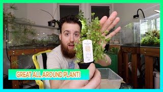 HYDROCOTYLE TRIPARTITA JAPAN  AQUARIUM PLANT CARE GUIDE [upl. by Krid]