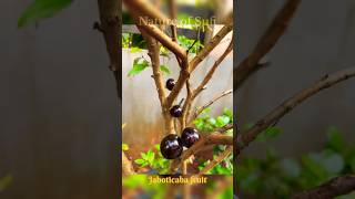 Jaboticaba fruit maramundhirihomegardening [upl. by Lantha516]