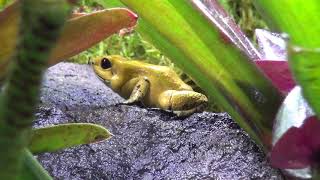 GIGANTIC Indoor Rainforest Exhibit after 1 12 Years [upl. by Klump]