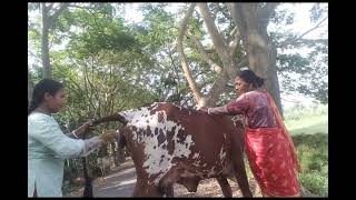 cow artificial insemination cow artificial insemination cows cowvideos [upl. by Zack]