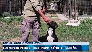 El Centro de Adopciones alberga a 20 perros extraviados durante las peregrinaciones canal7salta [upl. by Nicolais]