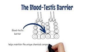 Nuts amp Bolts BloodTestis Barrier [upl. by Puett862]