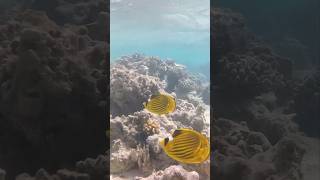 Coral reef at Tropitel Sahl Hasheesh Hurghada Egypt 🇪🇬🐠🐡🤿 [upl. by Oizirbaf26]