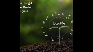 Understanding Breathing amp Krebs Cycle With Optimal Health [upl. by Araec]