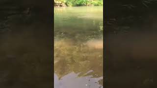 A rainbow trout caught while drifting a berkley powerbait worm and egg at Blue Springs trout [upl. by Cain]