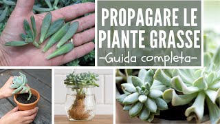 COME PROPAGARE LE PIANTE GRASSE  guida completa [upl. by Marlon]