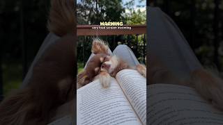 Dog Wakes Up Screaming 😳🔊 MORE CHIHUAHUA NOISINESS‼️ [upl. by Tnafni]