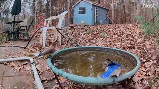 bluebird and cedar waxwings at bird bath [upl. by Glenna]