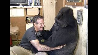 Koko the Gorilla Reacts to Robin Williams Death in Emotional Moment [upl. by Al]