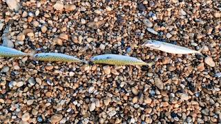 Fishing Adventures 🎣 Seaford beach England UK 🇬🇧 trending fishing follower viral vira [upl. by Nailimixam442]