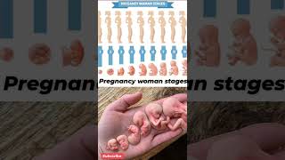 Pregnancy fact fetal development fetusdevelopment fetalgrowth fetus baby fetalmovement [upl. by Krik971]