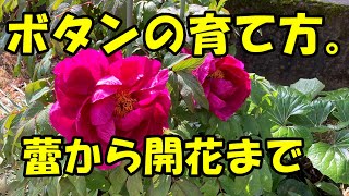 ボタンの育て方 蕾から開花まで How to grow peony From the bud to the flowering [upl. by Atsirc206]