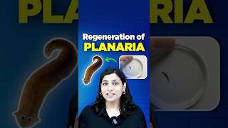 Regeneration of Planaria neetbiology riturattewal neet2025 neetbiologypreparation [upl. by Farah]