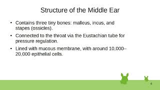 Auditory System [upl. by Emlyn]