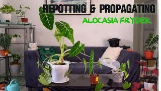 Alocasia Frydek Repotting amp Propagating [upl. by Amjan]