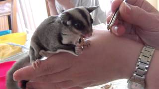 Le repas dAlvina le phalanger volant  sugar glider [upl. by Uhthna993]