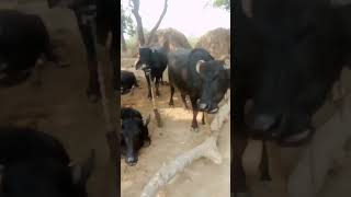 Gwala dairy form kinnarpur Atsu Auraiya UP [upl. by Odelle]