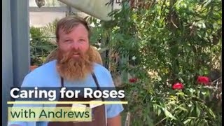 Caring for Roses in Florida [upl. by Robi443]