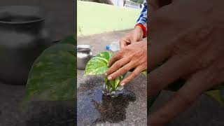 Money Plant Decoration and Propagation Idea DIY Money Plant DIY Bottle diy moneyplant pothos [upl. by Ruthi]