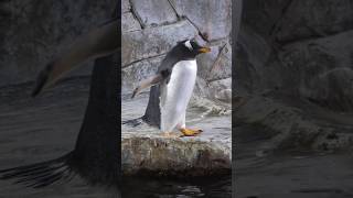 Penguin Sounds 🐧 Penguin Walking [upl. by Nodnorb376]