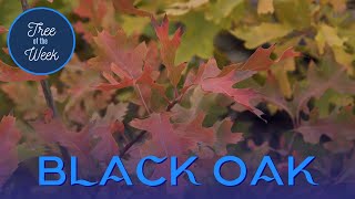 Tree of the Week Black Oak [upl. by Warden]