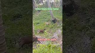 To make goats grow faster  freerange style goatfarmlife nature goatsfarming niche odbfarm [upl. by Kristien]