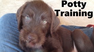 How To Potty Train A Pudelpointer Puppy  Pudelpointer House Training Tips  Pudelpointer Puppies [upl. by Anwad79]