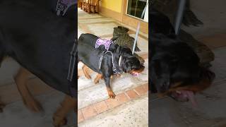 Rottweilers walk past HUGE Alligator [upl. by Sirtaeb]