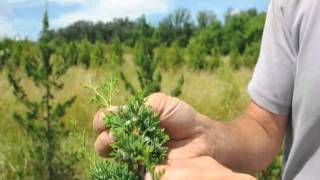 Growing the White Cedar Tree [upl. by Larrej]