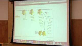 Protein Synthesis Translation by Kevin Ahern Part 5 of 7 [upl. by Rior]