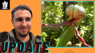 Cobra Lilly Plant Update Darlingtonia californica [upl. by Dloniger]