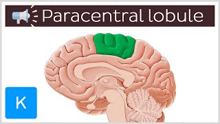 Paracentral lobule  Anatomical Terms Pronunciation by Kenhub [upl. by Hannahoj906]