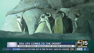 OdySea Aquarium opening in Scottsdale this weekend [upl. by Michaela]