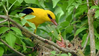 The Elusive European Golden Oriole Nesting in an Elder Shrub  Oriolus oriolus [upl. by Alicsirp897]