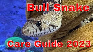 Bull Snake Care Guide 2023 [upl. by Aicela]