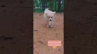 Bow bow song ft lia☺️😉shorts youtubeshorts malayalam dogs [upl. by Algie]