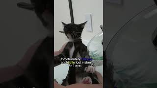 Sick kittens with terrible infections rescued  full rescue video wwwHopeForPawsorg rescue [upl. by Darej]