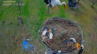 Storchennest HorstsHorst  Erster Storch der Saison kommt und vertreibt die Nilgänse  17022024 [upl. by Bainter]