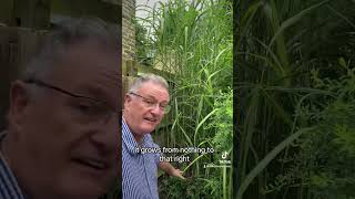 Miscanthus × giganteus garden gardening grasses plants [upl. by Henghold]