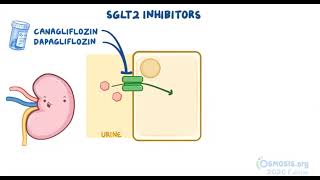 Hypoglycemic Agents  Osmosis [upl. by Lekim768]