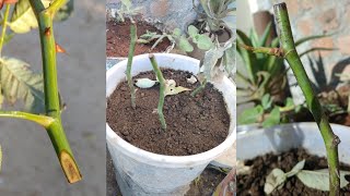 grow Roses from cuttings  without rooting hormone  rose plantation in telugu [upl. by Ahsiruam358]