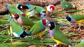 Gorgeous Gouldian Finches  my 2016 breeding stock [upl. by Eimmak]