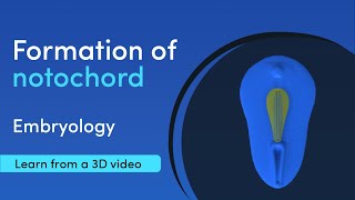 Notochord Formation  Best 3D Medical learning App  MediMagic [upl. by Tegdig749]